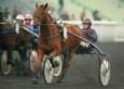 Pronostic Quinté 26 février 2014 Prix de Sedan à Enghien